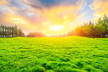 Poster Green grass and tree at sunset. © ABCDstock
