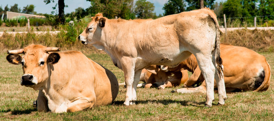 Vaches Aubrac à La Chaze-de-Peyre