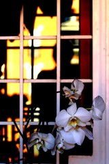 Ombra riflessa in uno specchio