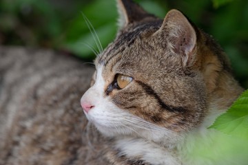 猫の横顔　キジトラ猫　キジトラ白