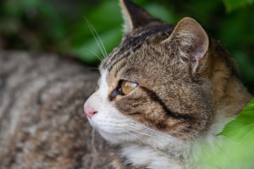 Obraz premium 猫の横顔 キジトラ猫 キジトラ白