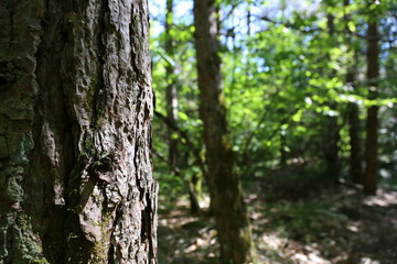 view of the woods with a beautiful bark