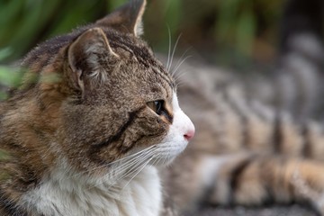 猫の横顔　キジトラ猫　キジトラ白