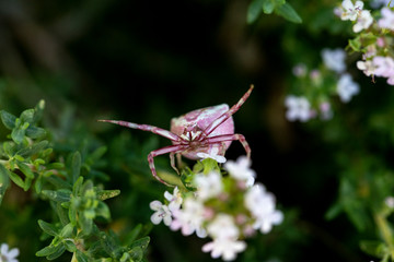 Thomise variable, arraignée