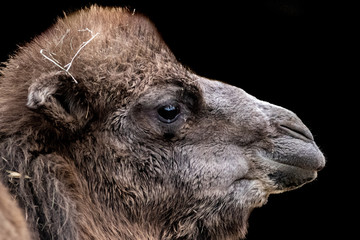 beautiful portrait of a camel