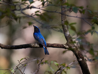 幸せの青い鳥　オオルリ