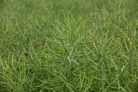 Rapsschoten Bilder Durchsuchen 93 Archivfotos, und