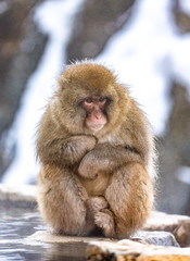 Japanese macaque sitting in the snow. Japan. Nagano. Jigokudani Monkey Park.