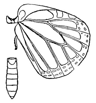 Monarch Butterfly Metathorax, Vintage Illustration.