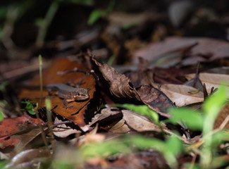 身近な生き物　カナヘビ　トカゲ