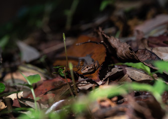 身近な生き物　カナヘビ　トカゲ