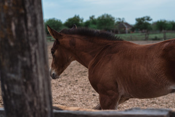A brown little colt. Small horse, farm.