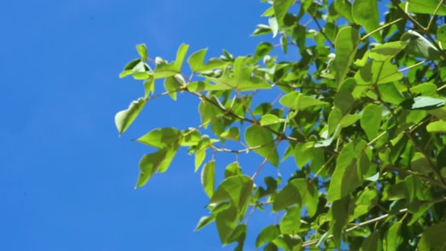 arbre contre plong&eacute;e