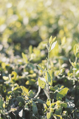 Bush sprig in a sunny summer day. Plant cultivation. Gardening concept