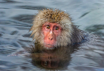 Japanese macaque sitting in water in a hot spring. Japan. Nagano. Jigokudani Monkey Park.