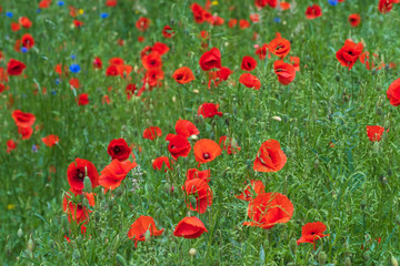 Blühender roter Klatschmohn auf einer Wwiese