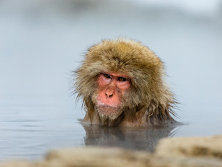 Japanese macaque sitting in water in a hot spring. Japan. Nagano. Jigokudani Monkey Park.