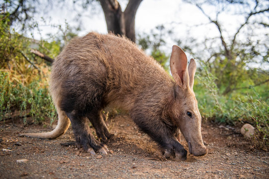 Aardvark feeding during the late afternoon in winter