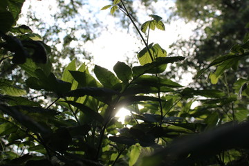 The sun in the nature