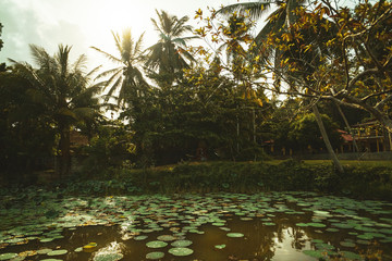 Azjatycki krajobraz wiejski, pola rolne, pola ryżowe, palmy. © insomniafoto