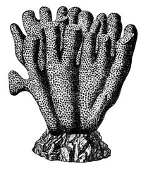 Coral, vintage illustration. © Morphart