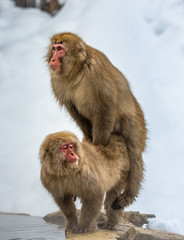 Japanese macaques make love near a hot spring. Japan. Nagano. Jigokudani Monkey Park. 