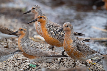 A group of Red Knots Feeding along the Delaware Bay