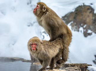 Japanese macaques make love near a hot spring. Japan. Nagano. Jigokudani Monkey Park. 