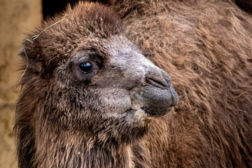 beautiful portrait of a camel