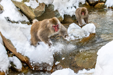 Obraz premium Japanese macaques jumping through a small river. Japan. Nagano. Jigokudani Monkey Park.