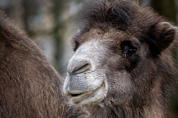 Obraz premium beautiful portrait of a camel