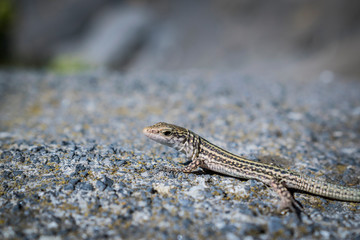 Little lizard over a rocky ground
