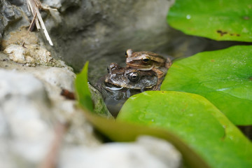 Duttaphrynus melanostictus is one of the common toads found in open areas along river banks. A toad resting at the waterlily pond with a small frog on it.  