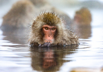 Japanese macaque sitting in water in a hot spring. Japan. Nagano. Jigokudani Monkey Park.