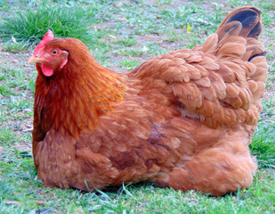 chicken on green grass