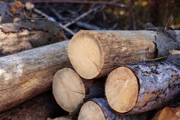 Stacked Firewood, close up. Log trunks pile, logging timber wood industry. Wood pile reserve for winter. Pile of chopped firewood. Background texture wood. Stack of sawn logs. A lot of cutted logs.