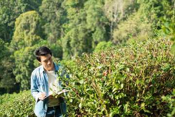 Asian man working in green tea plantation in Chiang-Mai THAILAND,.Agriculture Rural Concept