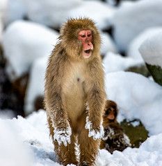 Japanese Macaque standing on hind legs in the snow. Japan. Nagano. Jigokudani Monkey Park.
