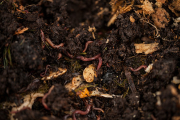Earthworms and compost bin. Worm composting is using worms to recycle food scraps and other organic material into a valuable soil amendment called vermicompost, or worm compost.  - obrazy, fototapety, plakaty