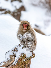 Japanese macaque is sitting on the rocks. Japan. Nagano. Jigokudani Monkey Park.