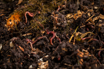 Earthworms and compost bin. Worm composting is using worms to recycle food scraps and other organic...