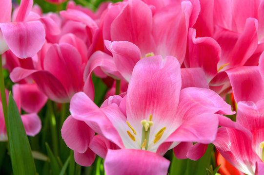 A group of beautiful pink tulips. Tulips in the sun. Beautiful fresh tulips. © Artemy Sobov