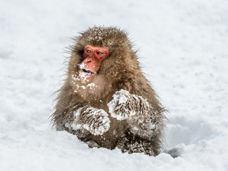 Japanese macaque sitting in the snow. Japan. Nagano. Jigokudani Monkey Park.
