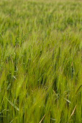 Green young wheat field at rainy day background texture