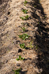 Rows of strawberries mulched with straw. Mulching strawberries in the garden.