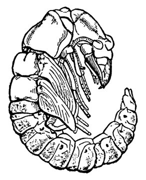 Hellgrammite, vintage illustration.