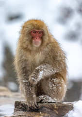 Japanese macaque is sitting on the rocks. Japan. Nagano. Jigokudani Monkey Park.
