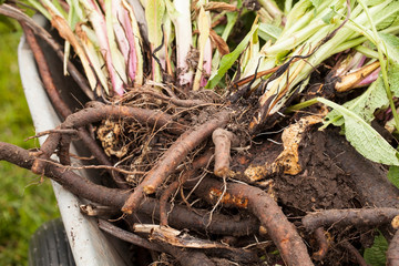 Fresh harvesting Comfrey roots (Symphytum officinale) . Comfrey is used in herbal medicine