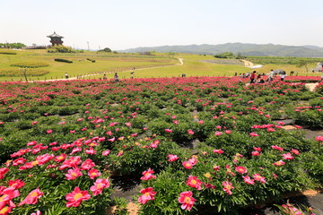 모란꽃이 보이는 아름다운 풍경