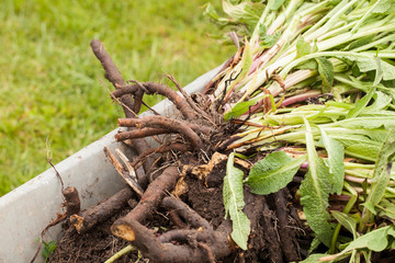 Fresh harvesting Comfrey roots (Symphytum officinale) . Comfrey is used in herbal medicine